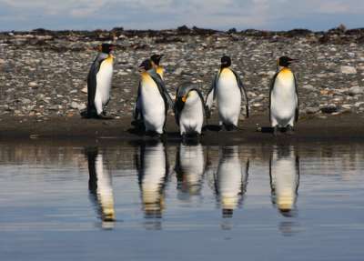 Королевские пингвины (Aptenodytes patagonicus). Фото: Aurora Fern&amp;#225;ndez Dur&amp;#225;n