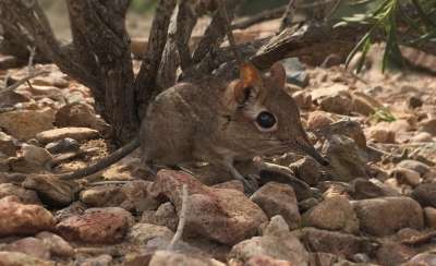 Это животное впервые сняли на видео в дикой природе. Фото: Association Djibouti Nature