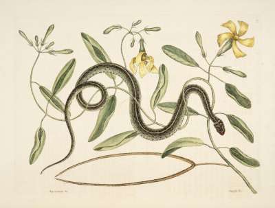 Anguis viridis maculatus (Green Spotted Snake). Иллюстрация: Biodiversiy Heriage Library / Flickr