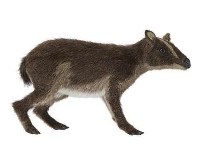 Propalaeotherium voigti. Иллюстрация: Wolfgang Furhmannek