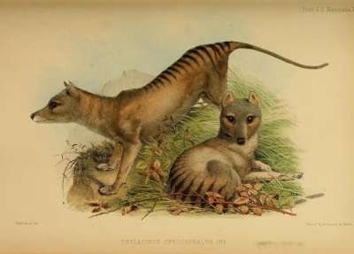 Сумчатые волки (Thylacinus cynocephalus). Иллюстрация: Biodiversity Heritage Library