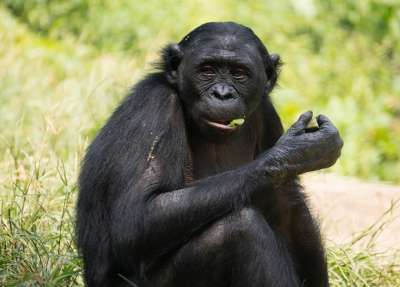 Бонобо (Pan paniscus). Фото: Wikimedia Commons