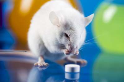 …по крайней мере, мышам – те из них, которые на склоне жизни получают с кормом альфа-кетоглутарат, живут дольше и стареют медленнее. Фото: JacobSt / Depositphotos