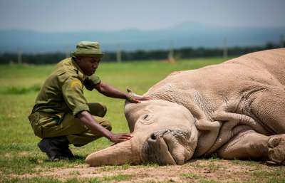 Самка белого носорога в кенийском заповеднике. Фото: ZumaТАСС