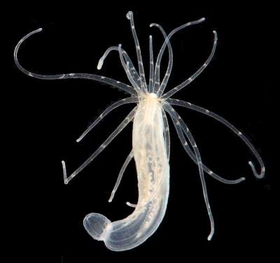 Количество щупалец у актиний зависит от количества еды. Актиния Nematostella vectensis. Фото: Smithsonian Environmental Research Center / Wikipedia