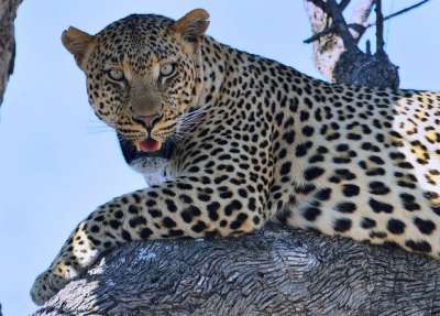 Леопард (Panthera pardus). Фото: Frik Erasmus / Flickr