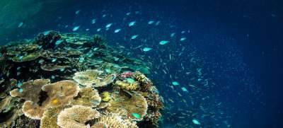 По данным ООН, около 50 процентов коралловых рифов пострадали в результате деятельности человека. Фото: Coral Reef Image Bank
