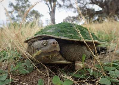 Окаймленная короткошейная черепаха (Emydura macquarii). Фото: Claudia Santori