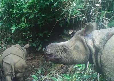 Яванский носорог Лютер и его мать. Фото: Indonesian Ministry of Environment and Forestry