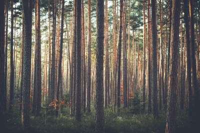 Она поможет регулировать промышленную вырубку и восстановление лесов. Иллюстрация: pixabay.com
