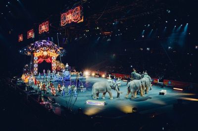 Во Франции запретят использовать животных в цирке. Иллюстрация: pixabay.com