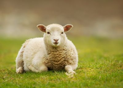 Домашние овцы могут оказаться хранилищем нового коронавируса.  Фото: Giedriius / Depositphotos