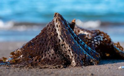 Выброшенные на берег Авачинской губы водоросли. Фото: Александр Пирагис / РИА Новости