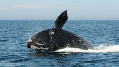 Популяция северных гладких китов на севере Атлантического океана резко сократилась. Фото: PA Media