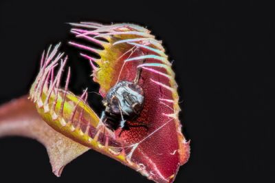 Ловушка венериной мухоловки с мухой внутри. Иллюстрация: Chrispo / Depositphotos