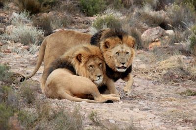 Прайды львиных самцов состоят из родственников – но не только. Иллюстрация: pixabay.com