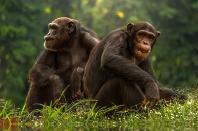 На фото — обыкновенные шимпанзе (Pan troglodytes), наши ближайшие родственники. Как и люди, они живут группами, в которых складываются довольно сложные социальные связи, в том числе и такие, которые можно трактовать как дружбу и неприязнь. О сходстве социальных и эмоциональных связей у пожилых людей и пожилых шимпанзе рассуждают авторы работы, опубликованной в журнале Science. Фото: chimpworlds.com