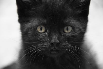 Чёрных котят реже других забирают из приютов.