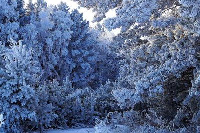 Зима в Перовском лесничестве. Фото: Элинор Пэйт