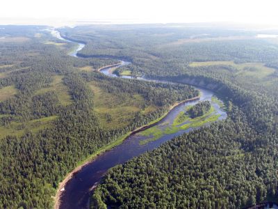 Нерестоохранные леса в Мурманской области.