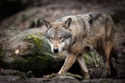 В целом в Тамбовской области могут обитать одновременно не больше 175 волков — таковы нормативы. Фото: ab photography / istock