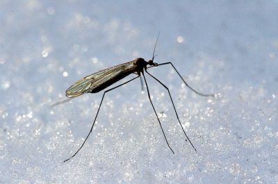 Зимний комар. Фото wikipedia / James K. Lindsey