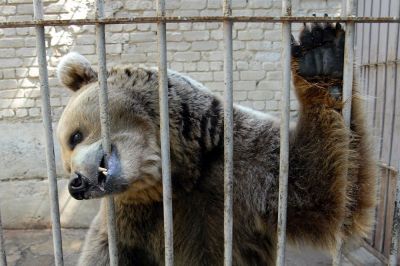 Скоро медведи смогут сказать "прощай" ненавистным клеткам. Фото: Виктор Погонцев