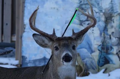 Охотники считают, что стрелу нельзя вытаскивать. Фото: Lee-Anne Carver