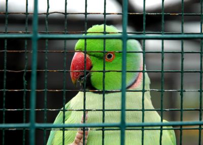 Ожереловый попугай Крамера (Psittacula krameri). Фото: Mr Ashby / Flickr