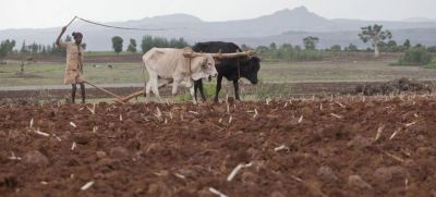 Эрозия почвы приведет к сокращению производства продовольствия. Фото: ФАО