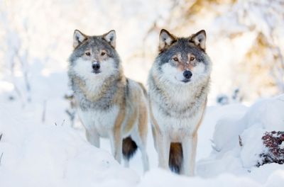 Волк способен по запаху понять, что он – это он, а другой – это другой. Фото: kjekol / Depositphotos