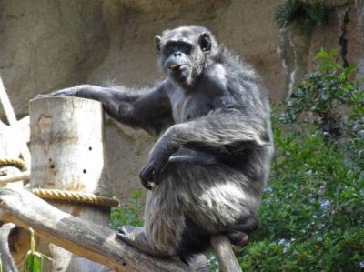 Впервые подтвердились случаи COVID-19 у горилл. Фото: Геннадий Черкасов