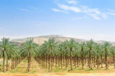 Наиболее почитаемое дерево в Иордании – пальма. Фото: servickuz