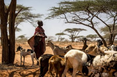 Пастух со своими козами в Кении