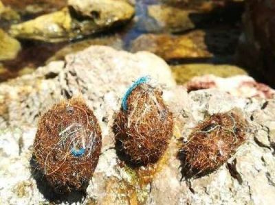 Пластиковый мусор на морском дне может быть захвачен остатками водорослей, в конечном итоге покинул морскую среду, будучи выкинутым на берег