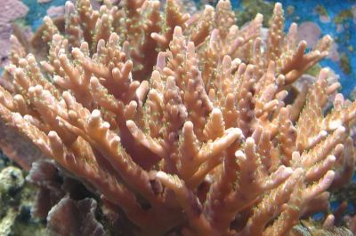 Ученые рассказали о том, как колоссальные колонии кораллов умудряются выживать даже в холодных водах с бурным течением