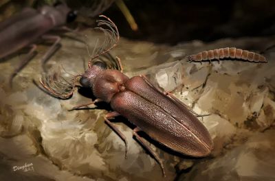 Художественная реконструкция самца и самки светящегося жука Cretophengodes azari. Фото: Dinghua Yang