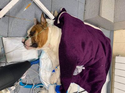 Волонтеры, которые занимаются спасением бульдога у себя в Instagram сообщили, что на данный момент собака остается в ветеринарной клинике, ее состояние улучшается, ищут нового хозяина.