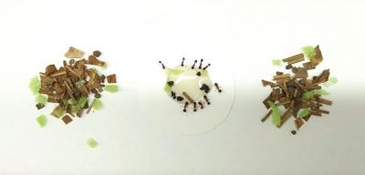 Муравьи Aphaenogaster собирают разбавленный мед, используя разнообразные материалы — фрагменты листьев, сосновых иголок, кусочки почвы и впитывающей губки.