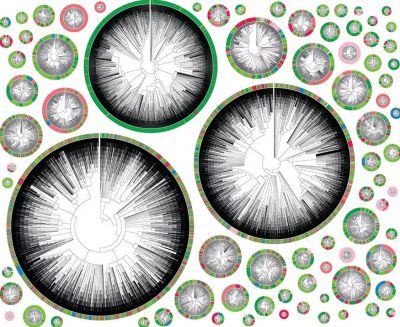 Филогенетические деревья, начинающиеся с отдельной раковой клетки. Цвет обозначает орган или место в теле - многоцветные круги соответствуют высокометастатическим фенотипам. Иллюстрация: Jeffrey Quinn/Whitehead Institute