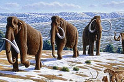 Иллюстрация: National Geographic Prehistoric Mammals