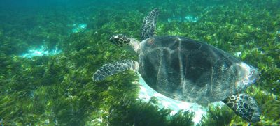 Благодаря усилиям ЮНЕСКО популяцию морских черепах на Сейшелах удалось восстановить. Сегодня она – самая большая в западной части Индийского океана. Фото ICS/К.Нисбет