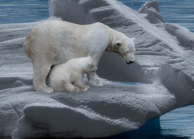 В природе белых медведей можно встретить только в Арктических широтах, вблизи Северного полюса. Иллюстрация: pixabay.com