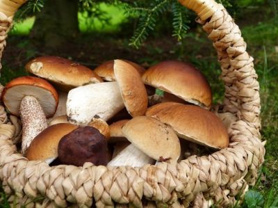 Регулярное употребление грибов в пищу позволяет получить большое количество микроэлементов.