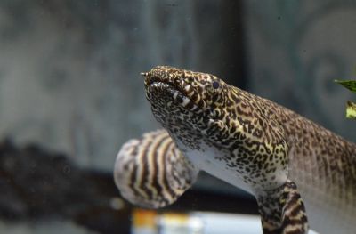 Гены, помогающие современным древним рыбам дышать воздухом, похожи на гены, которые помогают формироваться нашим лёгким. Фото: lapradei / Flickr.com