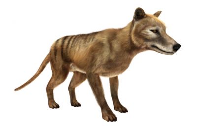 Тилацин, или сумчатый волк, мог все же сохраниться в диких районах Тасмании. Иллюстрация: Shutterstock