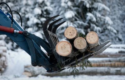 Растить и пилить деревья на таких участках разрешат не более чем в течение десяти лет. Фото: Сергей Мальгавко/ТАСС