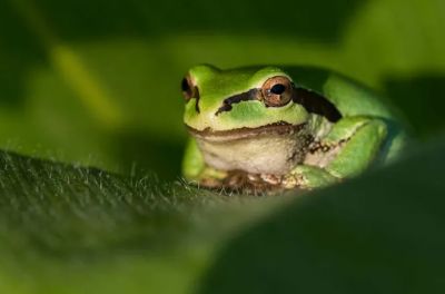 Обезвоживание приводит к тому, что некоторые лягушки и жабы теряют возможность прыгать. Фото: DesignPicsInc/Alamy
