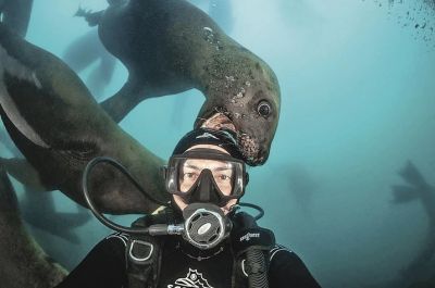 Подводное селфи - Дмитрий Кох и сивуч-хулиган. Фото: Дмитрий Кох