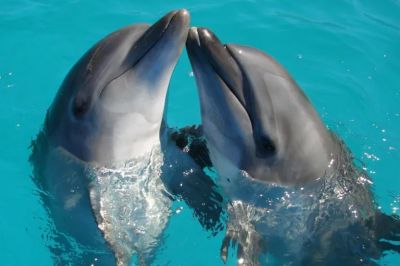   Дельфины удивительно умные существа. Понимание их психологии и интеллекта может помочь ученым пролить свет на некоторые эволюционные процессы. Фото: Unsplash